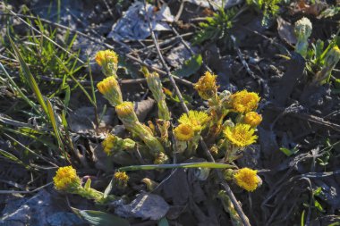 Sarı bahar çiçek tussilago farfara bulanık bir arka planda.