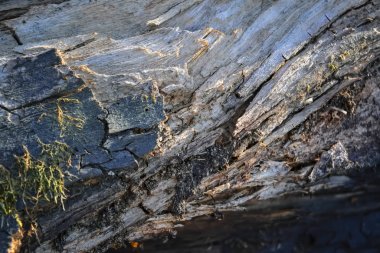 Eski çürük günlük yakın çekim dokusu.