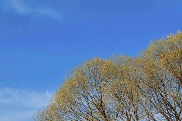 The crown of a tree with full buds against the blue spring sky.