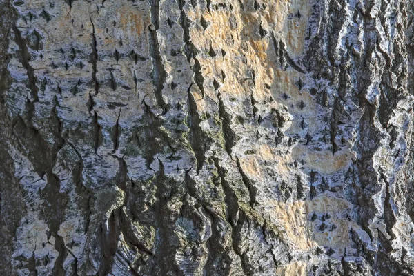 Old tree bark texture. Tree bark texture close up macro.