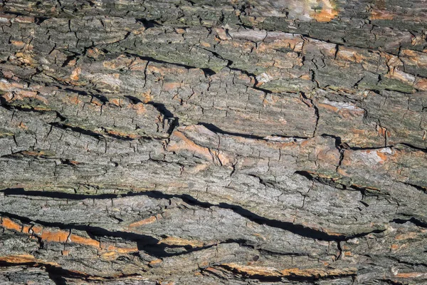 Régi fa kéreg textúra. Fa Fakéreg textúra közelről makró. — Stock Fotó