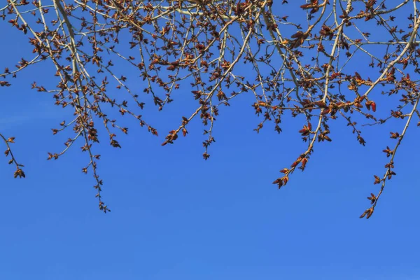 在蓝天上，有肿胀的花蕾的杨树树枝. — 图库照片