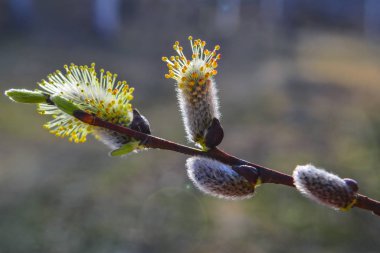 Bulanık arka planda tomurcukları olan bir söğüt dalı. Bahar arka planı.