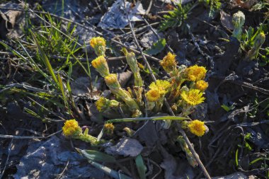 Sarı bahar çiçek tussilago farfara bulanık bir arka planda.