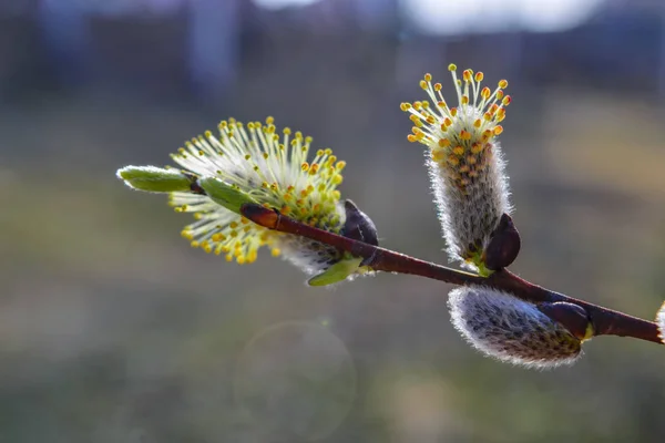 Una rama de sauce con brotes sobre un fondo borroso. Fondo de primavera . — Foto de Stock