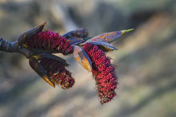 En gren av poppel med blommande knoppar vår bakgrund. — Stockfoto