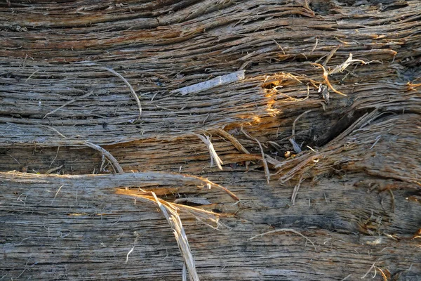 La textura del viejo tronco podrido de cerca . — Foto de Stock