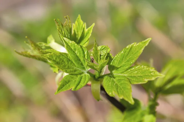 Follaje verde joven primer plano de un fondo primaveral — Foto de Stock