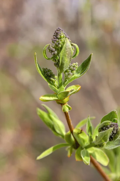 Follaje verde joven primer plano de un fondo primaveral — Foto de Stock