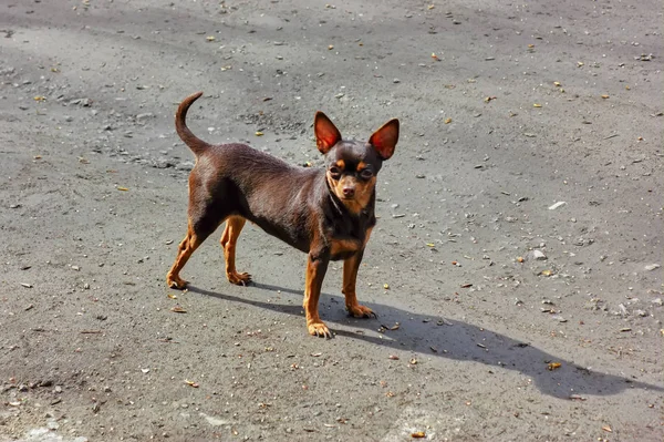 Ein kleiner Hund mit großen aufrechten Ohren geht am Ufer spazieren. — Stockfoto