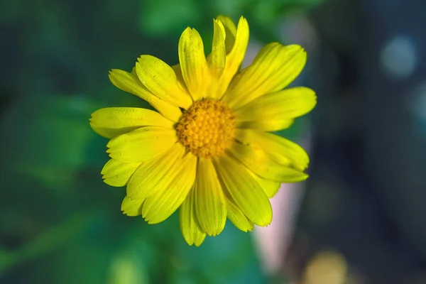 Die gelbe Blütensonnenblumenpflanze heliopsis helianthoides. — Stockfoto