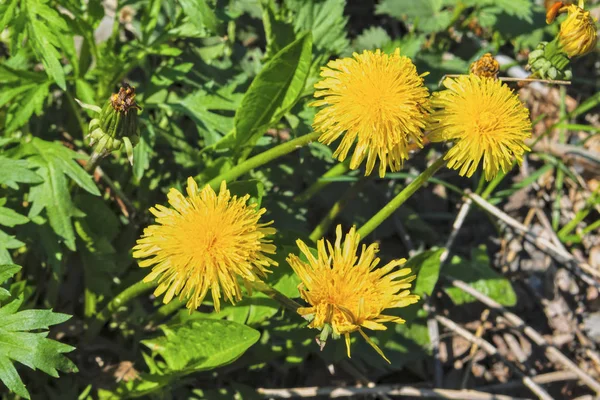 Fondo de primavera con hierba verde y diente de león amarillo. Hierba y flores en primavera . — Foto de Stock