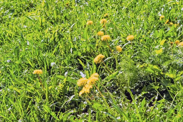 Fond printanier avec herbe verte et pissenlit jaune. Herbe et fleurs au printemps . — Photo