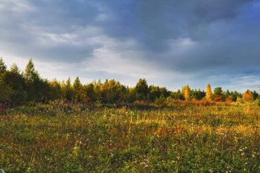 Büyülü Sonbahar Forrest. Renkli Sonbahar Yaprakları. Romantik Arka Plan.