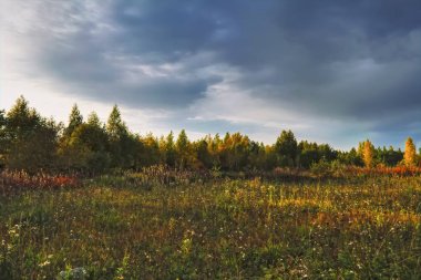 Büyülü Sonbahar Forrest. Renkli Sonbahar Yaprakları. Romantik Arka Plan.
