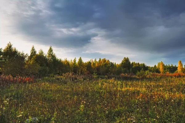 Büyülü Sonbahar Forrest. Renkli Sonbahar Yaprakları. Romantik Arka Plan.