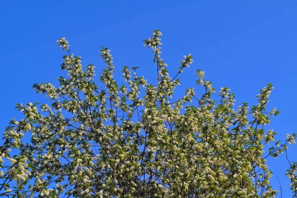 Blommande grenar av äppelträd på bakgrunden av den blå himlen mjukt fokus. — Stockfoto