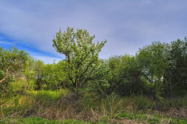 Mavi gökyüzü yumuşak odak arka planda elma ağacının çiçeklenme dalları.