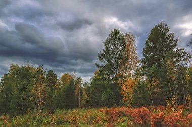 Orman kenarında gün batımı. Sonbahar manzarası.