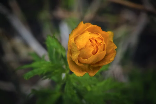 Wiosenne kwiaty na rozmytym tle. Ziemianin. Żółte kwiaty Trollius lub globeflower. — Zdjęcie stockowe