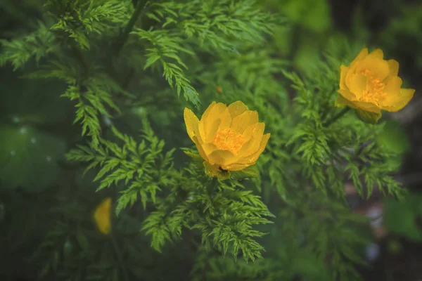 Spring flowers on a blurred background. The globeflower. Yellow flowers Trollius or globeflower. — Stock Photo, Image