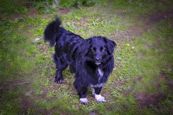 Çimenlikte yürüyen siyah melez bir köpek portresi. — Stok fotoğraf