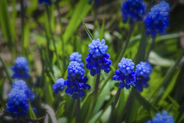 Blauwe hyacinten. Blauwe hyacinten bloeien in de lente tuin. Mooie blauwe hyacint bloemen op een achtergrond van groen gras. — Stockfoto