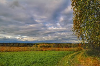 Orman kenarında gün batımı. Sonbahar manzarası.