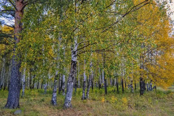 Naplemente az erdő szélén. Őszi táj. — Stock Fotó