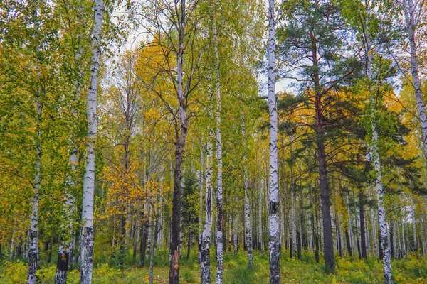 Tramonto ai margini della foresta. Paesaggio d'autunno . — Foto Stock