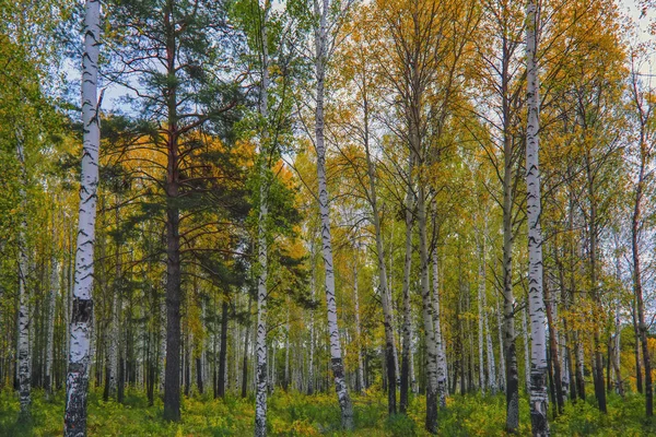 Закат на краю леса. Осенний пейзаж . — стоковое фото