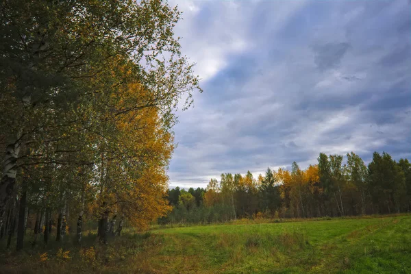 Закат на краю леса. Осенний пейзаж . — стоковое фото