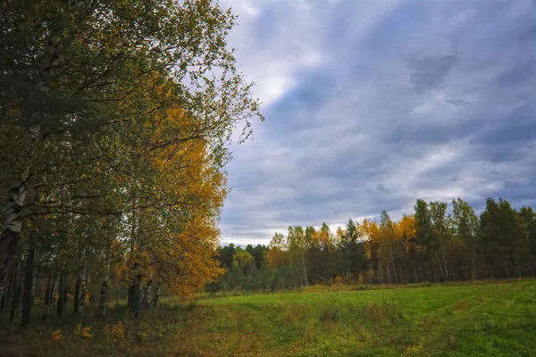 Tramonto ai margini della foresta. Paesaggio d'autunno . — Foto Stock