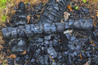 Ormandaki soyu tükenmiş bir yangının kömürü. Close.