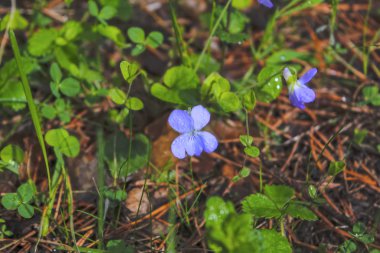 Bulanık bir arka planda bahar çiçekleri çanları.