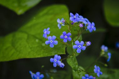 Mavi çiçekler unut-beni değil bahar arka plan. Bahar çayırında küçük mavi unut-beni-değil çiçekler.