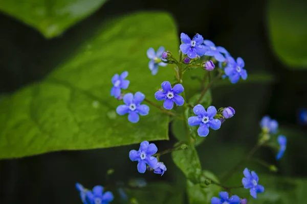 Blå blommor glömma-mig-inte våren bakgrund. Lilla blå glömma-mig-inte blommor på våräng. — Stockfoto