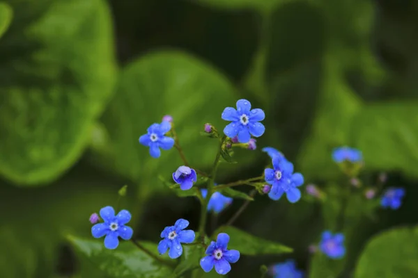 Bunga biru melupakan aku bukan latar belakang musim semi. Little biru forget-me-not flowers on spring meadow . — Stok Foto