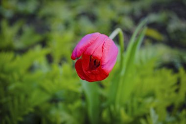 Bulanık arka planda kırmızı lale. Yeşil alanda kırmızı lale. Bulanık lık arka plan ile lale alanında güzel lale çiçek yakın.