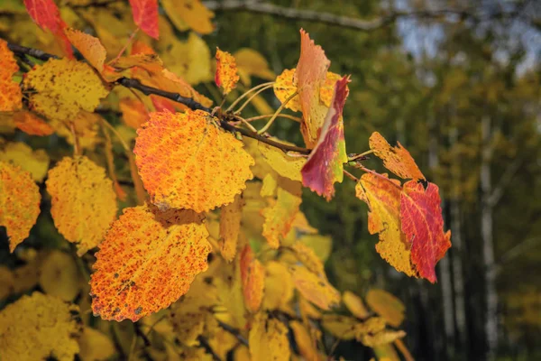 Gelbe und rote Birkenblätter im Herbsthintergrund. Goldene Birkenblätter im Sonnenlicht. — Stockfoto