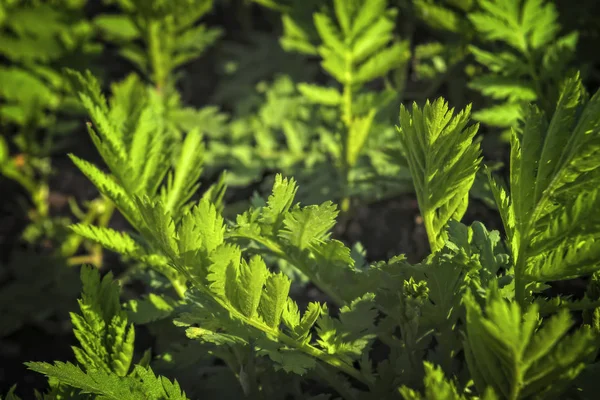 Brotes jóvenes de ajenjo sobre un fondo borroso. Planta de ajenjo utilizada para la medicina herbal . — Foto de Stock