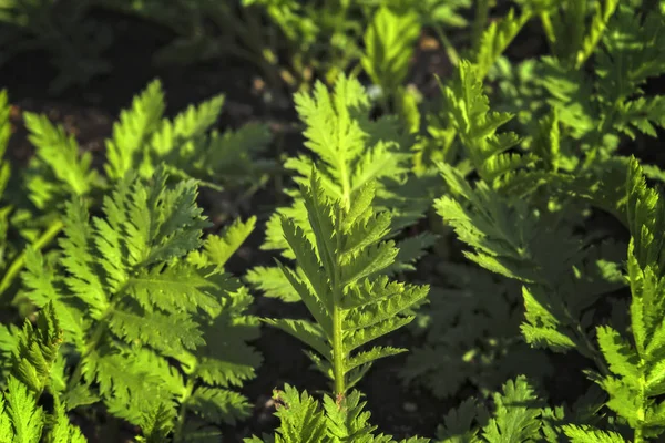 Brotes jóvenes de ajenjo sobre un fondo borroso. Planta de ajenjo utilizada para la medicina herbal . — Foto de Stock