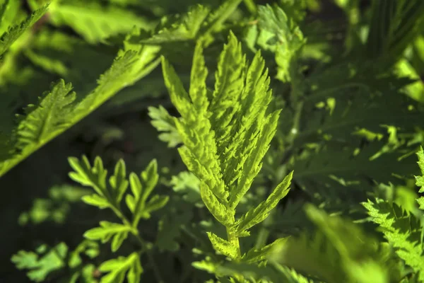 Brotes jóvenes de ajenjo sobre un fondo borroso. Planta de ajenjo utilizada para la medicina herbal . — Foto de Stock