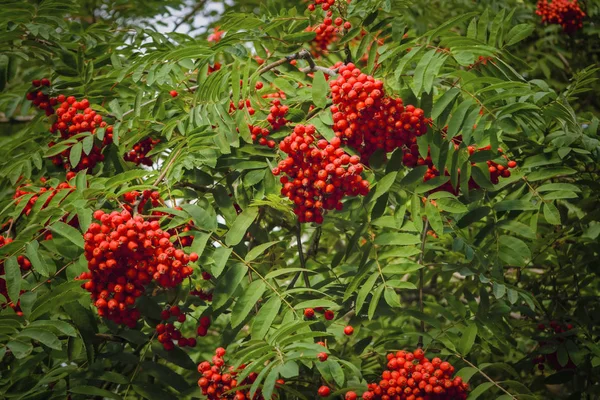Rönn grenar med mogna röda frukter upplyst av solljus — Stockfoto