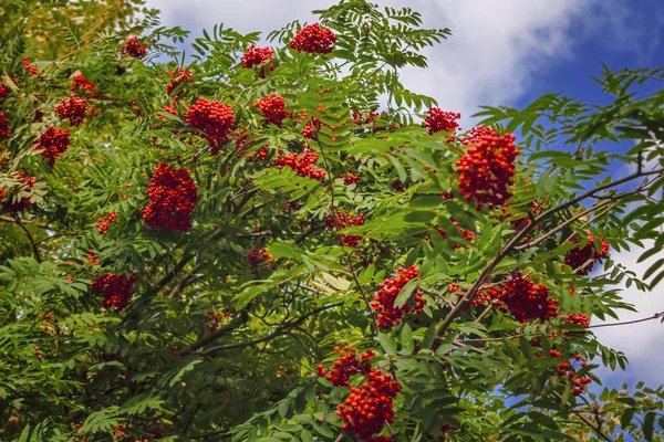 Rönn grenar med mogna röda frukter upplyst av solljus — Stockfoto