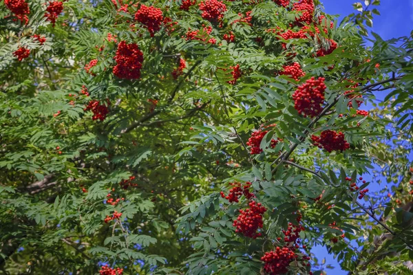 Güneş ışığı ile aydınlatılmış olgun kırmızı meyve ile Rowan dalları — Stok fotoğraf