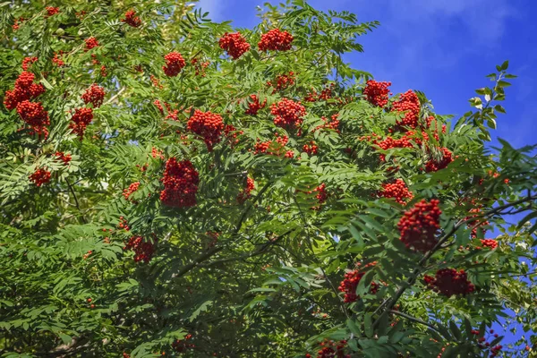 Güneş ışığı ile aydınlatılmış olgun kırmızı meyve ile Rowan dalları — Stok fotoğraf