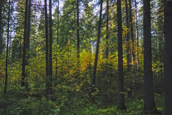 Um dia ensolarado na floresta de outono . — Fotografia de Stock