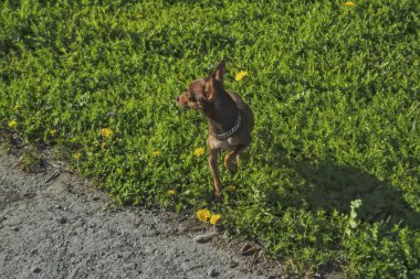 Küçük köpek ırkı Prag Ratter parkta bir yürüyüş.