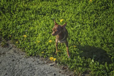 Küçük köpek ırkı Prag Ratter parkta bir yürüyüş.
